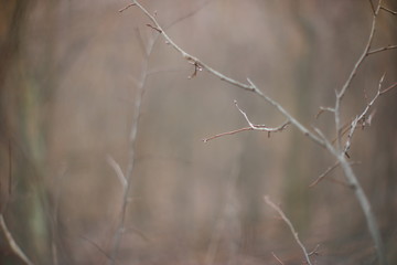 bush
