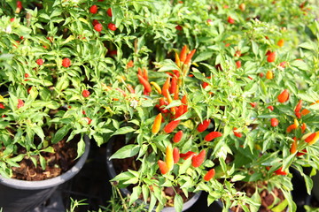 Fototapeta na wymiar Red chilli pepper on plant - cherry chili