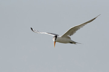 Fototapeta na wymiar Lesser crested tern in flight, Bahrain