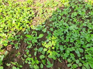 Fenugreek plant in field.green Fenugreek field. green methi.Methi leaves or fenugreek leaves.Fresh Green Fenugreek Leaves .