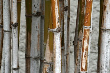 Closeup Many Bamboo Trunk on Bamboo Tree and white wall background