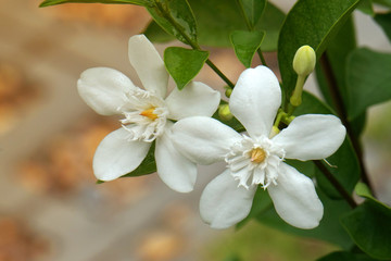 Fototapeta na wymiar White blooming Cape Jasmine flowers on Cape Jasmine tree - nature on the garden