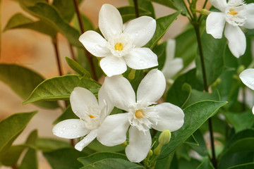Obraz na płótnie Canvas White blooming Cape Jasmine flowers on Cape Jasmine tree - nature on the garden