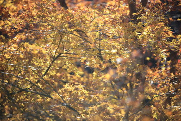 Autumnal landscape of Suizawa maple valley in the Mie Prefecture of Japan