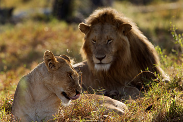 A lion and lioness mating at Savannah grassland, Masai Mara, Kenya