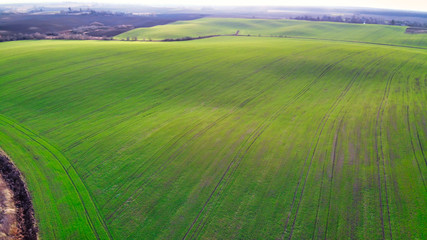 Areal view of the green agricultural field during golden hour. Hill type landscape is covered by green winter time wheat.