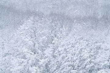 Wonderful landscape of trees covered by snow