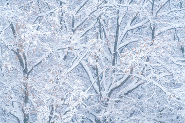 Wonderful landscape of trees covered by snow