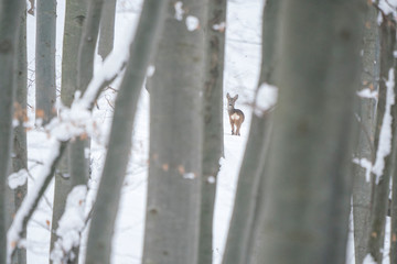 Roe deer deep into a wild forest