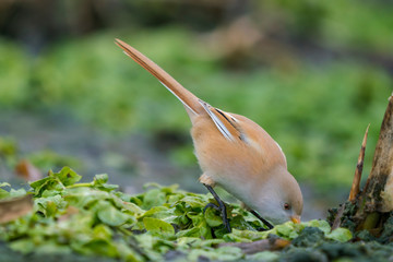 Bearded reedling in search for food