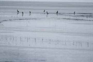 Ducks sitting on the frozen lake