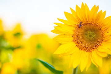 Beautiful sunny sunflower flower and a bee pollinates a flower in the field