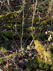 Moss on tree trunk in a green forest. 