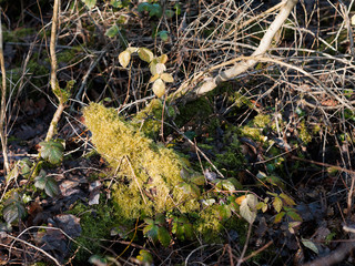 Moss on tree trunk in a green forest. 