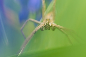 Spider that I found in the garden.