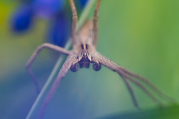 Spider that I found in the garden.
