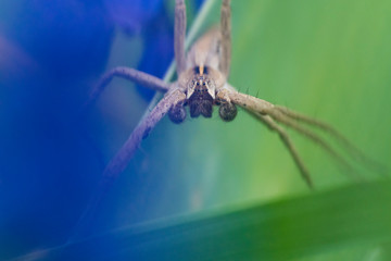 Spider that I found in the garden.