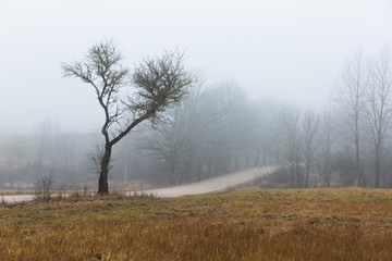City Cesis, Latvia. Apple tree and meadow with fog.