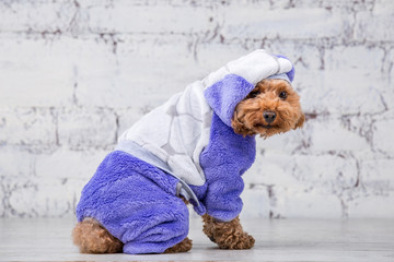 Small funny dog of brown color with curly hair of toy poodle breed posing in clothes for dogs. Subject accessories and fashionable outfits for pets. Stylish overalls, suit for cold weather for animal