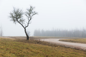 City Cesis, Latvia. Apple tree and meadow with fog.