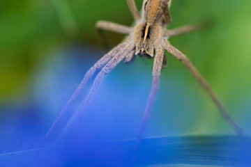 Spider that I found in the garden.
