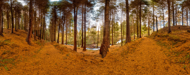 Panoramic view of a forest in autumn with a covered hiking path