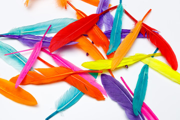 Bunte Federn von einem Vogel zum Basteln mit Kindern oder in der Schule, einfaches Bastelmaterial