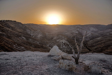 Old tree in the desert with mountains on background in sunset light, Israel