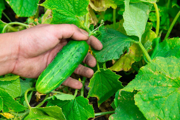 Male farmer man harvest cucumbers in garden in field, taking cucumber in hand. Garden worker gather the harvest