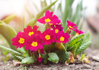 Beautiful red spring primrose flowers, background, sun