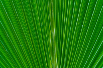 Details of a green plant