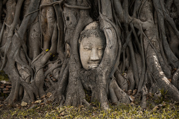 Fototapeta na wymiar face in the tree in Ayutthaya Thailand