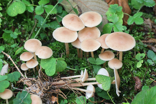 Gymnopus acervatus, known as Conifer Toughshank, mushrooms from Finland
