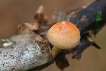 Hypholoma lateritium, known as brick cap or brick tuft mushroom, wild mushrooms from Finland