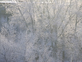 Sparkling trees in hoarfrost in january