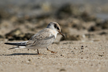 Saunders tern chick at Busaiteen coast, Bahrain