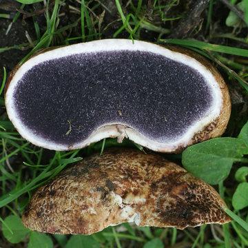 Scleroderma bovista (Scleroderma verrucosum var. bovista), known as Potato Earthball, mushrooms from Finland