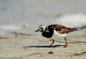 Ruddy turnstone feeding at Busiateen coast, Bahrain