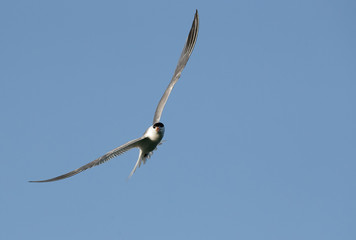Fototapeta na wymiar Lesser crested tern in flight, Bahrain 