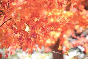 Autumnal landscape of Suizawa maple valley in the Mie Prefecture of Japan