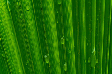 Details of a green plant