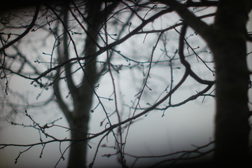 tree in fog