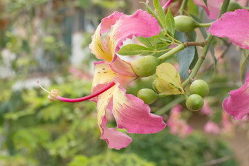 Large Silk floss tree flower