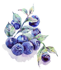 Watercolor hand painted blueberry. Illustration isolated on white background. Can be used for patterns, design greeting cards for holiday, birthday, invitations, poster, print.