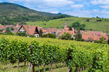 Weinanbau Riquewihr Elsass Frankreich