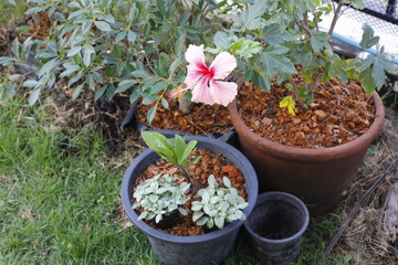 Set of tree pots and flowerpots in tropical garden