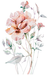Watercolor hand painted bouquet of peony flowers. Floral illustration on white background.