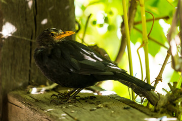 A curious blackbird on a porch