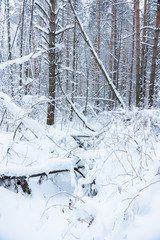 Fototapeta premium Beautiful winter in pine forest. Winter lanscape with heavy snowfall.