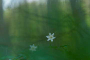 Wood anemone deep in the forest